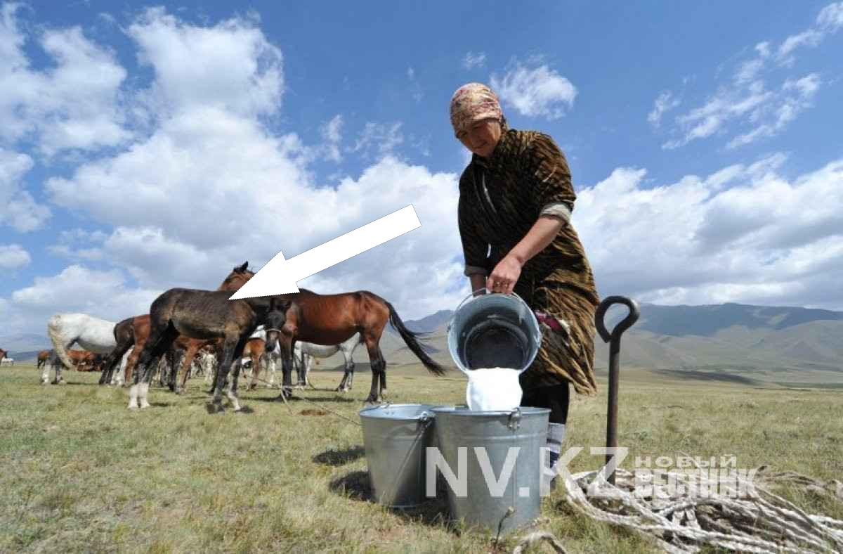 Вкус и польза башкирского кумыса