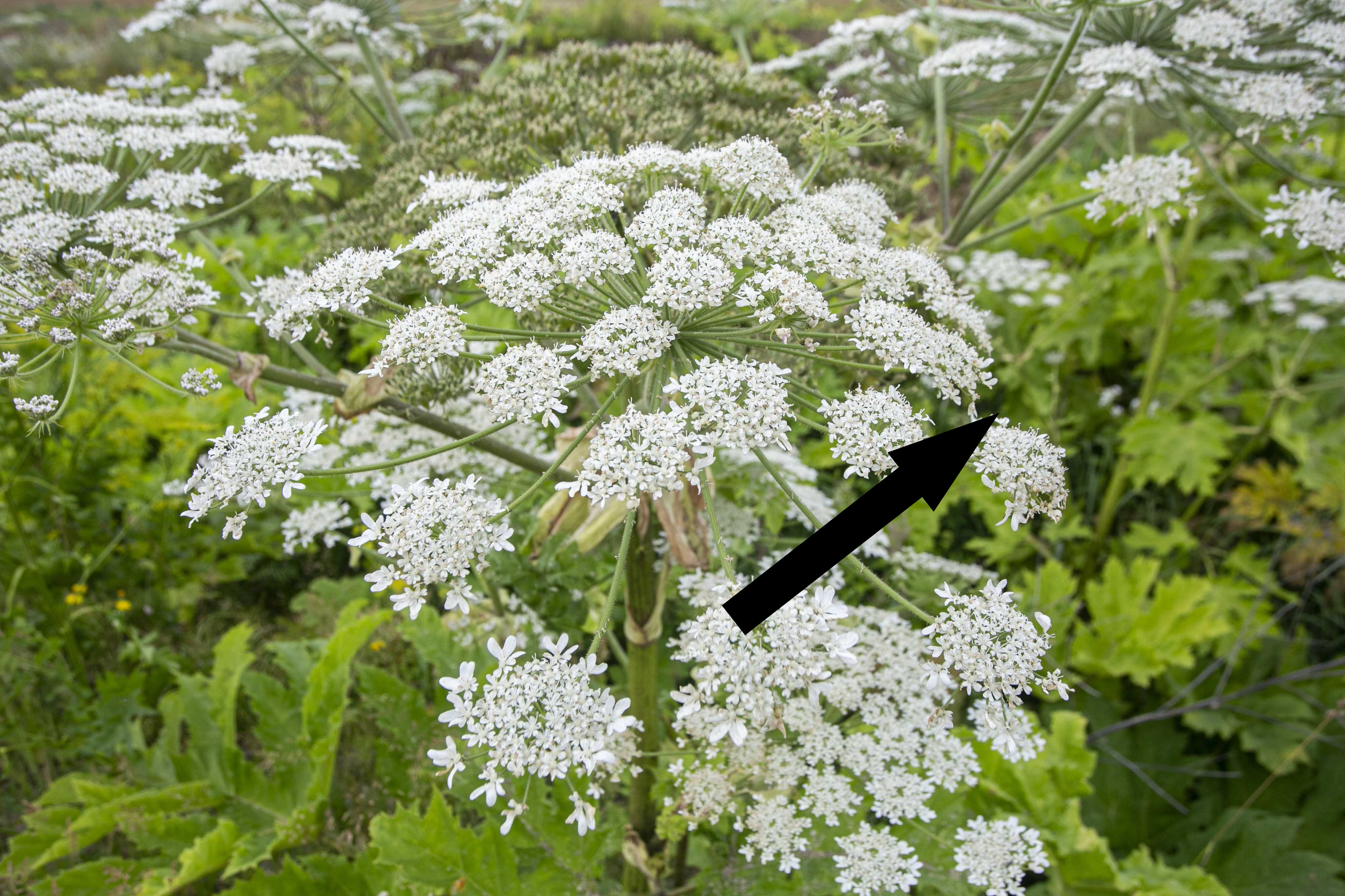 Забытый рецепт сушки венчиков борщевика для наваристых супов