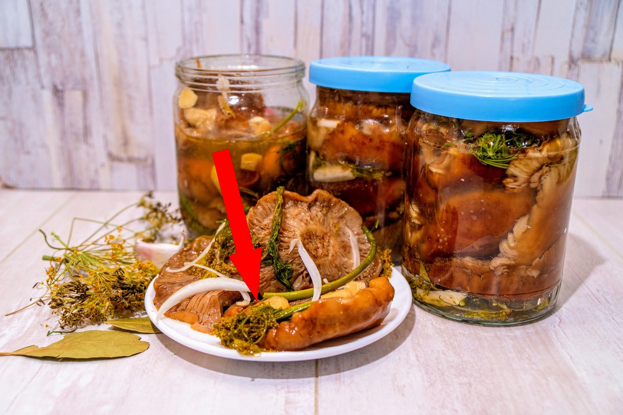 Секрет псковских бабушек как солить лисички без горечи