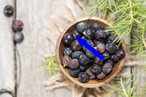 Можжевеловый морс — секрет сибирских знахарей для лёгких