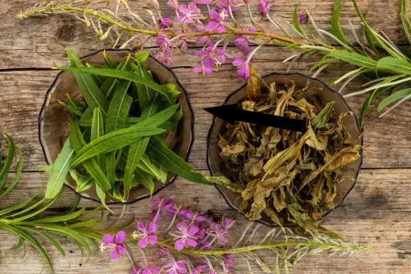 Тайный рецепт монахов как заваривать иван-чай по-старообрядчески