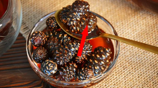 Это варенье из сосновых шишек лечит простуду и покоряет гурманов